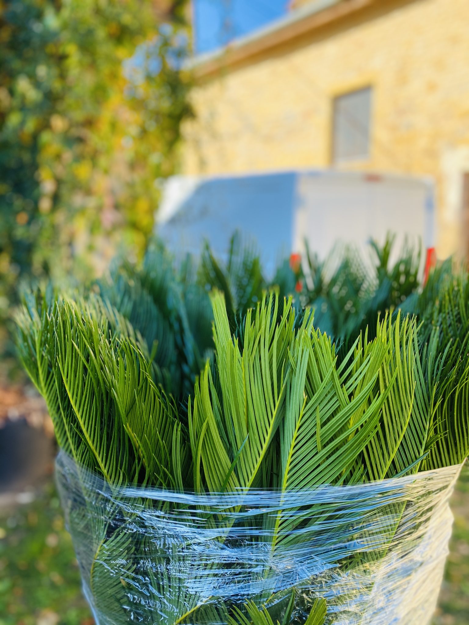 Une plante d'intérieur qui pousse « sans lumière » ! – Les jardins  Suspendus Des Garçons